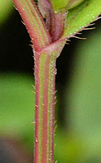 ルリマツリモドキの茎