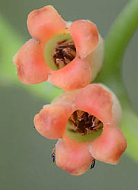 リュウキュウマメガキ雄花の花冠裂片