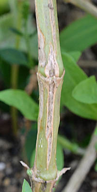 サボンソウの茎