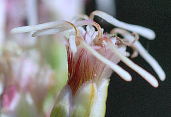 サケバヒヨドリの花