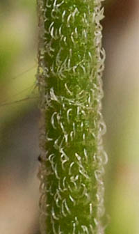 サケバヒヨドリの茎