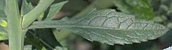 サクラジマダイコン茎葉