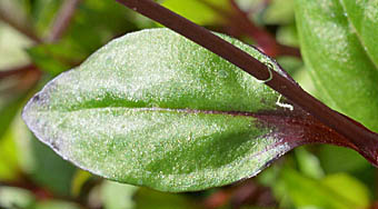 サクラマンテマの葉