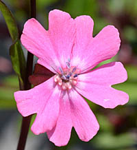 サクラマンテマの花