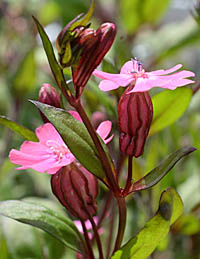 サクラマンテマ Silene pendula ナデシコ科 Caryophyllaceae マンテマ