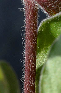 サクラマンテマの茎