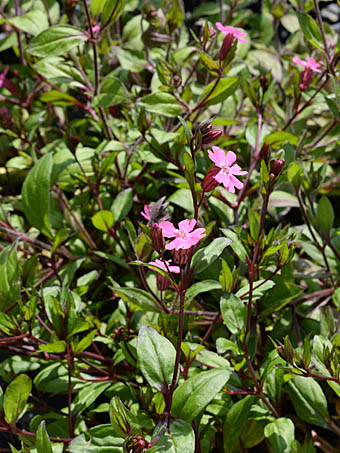 サクラマンテマ Silene pendula ナデシコ科 Caryophyllaceae マンテマ