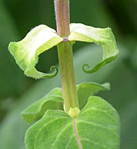 サルビア・インボルクラータ花序の苞