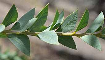 サンカクアカシア Acacia cultriformis マメ科 Fabaceae(Mimosaceae 