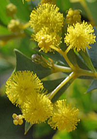 サンカクアカシアの花