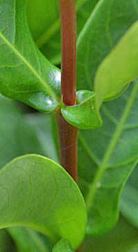 サンタンカの茎