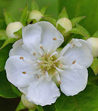 サンザシ Crataegus Cuneata バラ科 Rosaceae サンザシ属 三河の植物観察