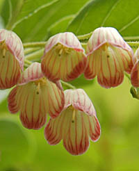 サラサドウダンの花
