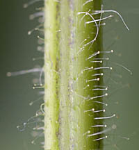 サルビア・ガラニチカの茎