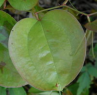サルトリイバラ Smilax China サルトリイバラ科 Smilacaceae シオデ属 三河の植物観察