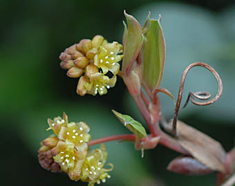サルトリイバラ Smilax China サルトリイバラ科 Smilacaceae シオデ属 三河の植物観察