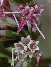 サワヒヨドリの花