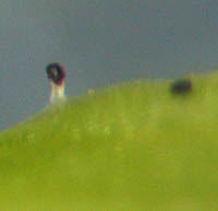 サワオトギリの萼片の有柄の黒点