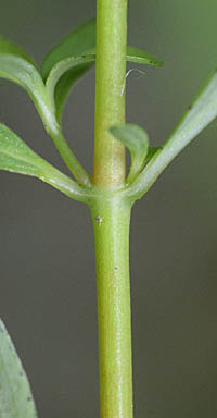 サワオトギリの茎