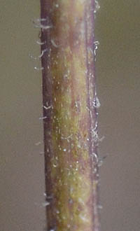 サワシロギクの茎