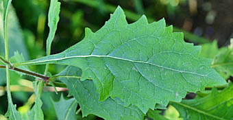 セダカセンリゴマの葉