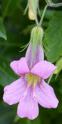 セダカセンリゴマの花