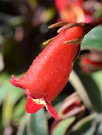 シーマニア・シルバティカの花