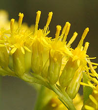 セイタカアワダチソウの花