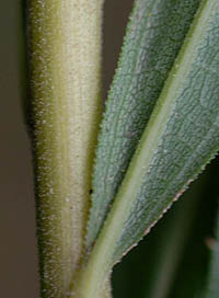 セイタカアワダチソウの茎