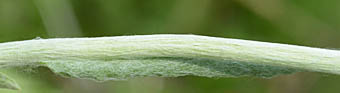 セイタカハハコグサ茎