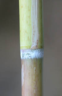 セイタカヨシの茎の節