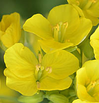 セイヨウアブラナ花