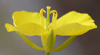 セイヨウアブラナ花横と萼