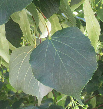 セイヨウシナノキの葉