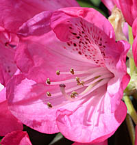 セイヨウシャクナゲの花