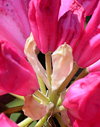 セイヨウシャクナゲの花柄
