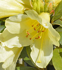セイヨウシャクナゲ・サフロンクイーンの花