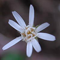 センボンヤリの白花