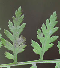 セリバシオガマの葉の裂片