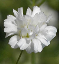 シュッコンカスミソウの花