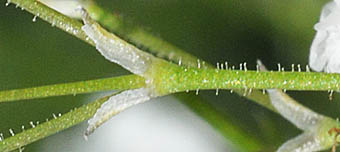 シュッコンカスミソウの花柄の腺毛