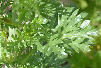 シュンギク Nemosenecio nikoensis キク科 Asteraceae シュンギク属 