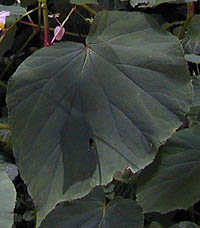 シュウカイドウの葉