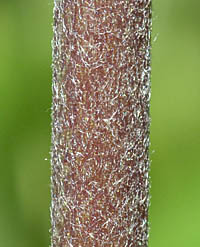 シュウメイギクの茎