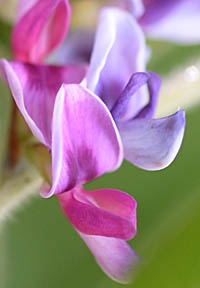 シバハギの花