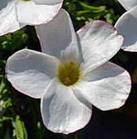シボリカタバミ花