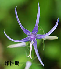 シデシャジン雌性期の花