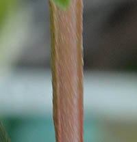 シコンノボタン・コートダジュール茎