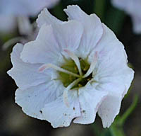 シレネ・ユニフローラの花