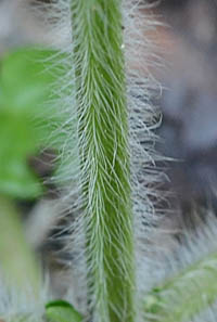 シマジタムラソウの茎下部の開出毛